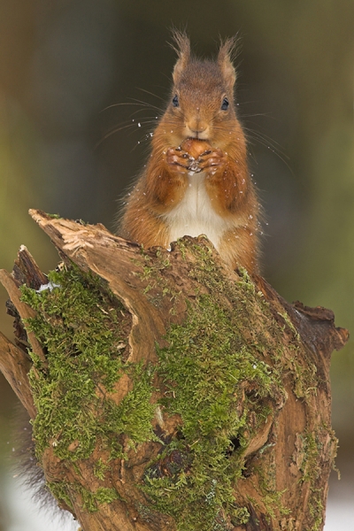 Red Squirrel with snowy whiskers.