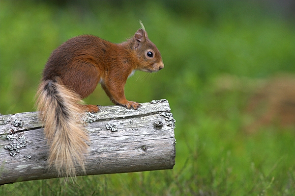 Red Squirrel with blonde tail.