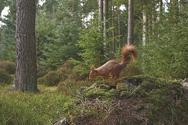 Red Squirrel on mossy mound,in habitat.