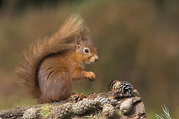 Red Squirrel with pine cones.