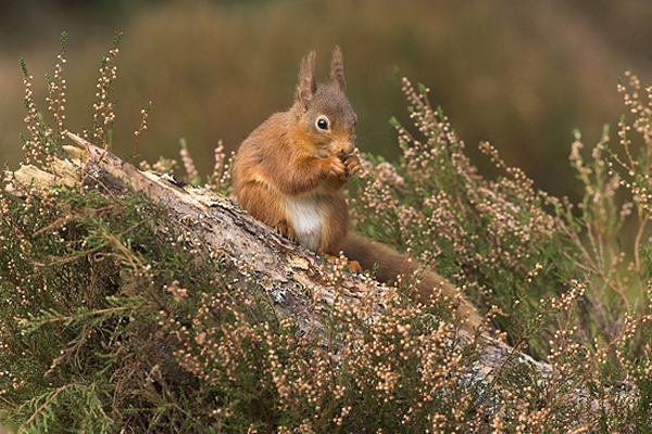 Red Squirrel feeding on pine stump in heather.
