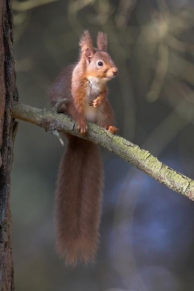 Red Squirrel,spot lit on branch.