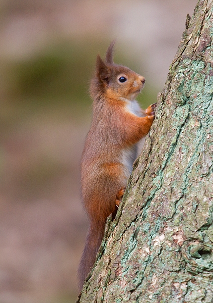 Red Squirrel on larch tree 1. Jan '20.