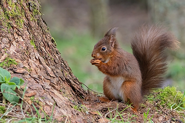 Red Squirrel on mossy hump with nut. Feb. '24.