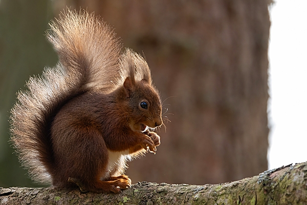 Red Squirrel backlit 3. Feb. '24.