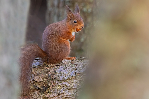 Red Squirrel thru trees. Feb. '25.