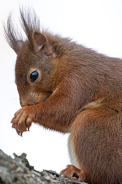 Red Squirrel in prayer. Mar. '25.