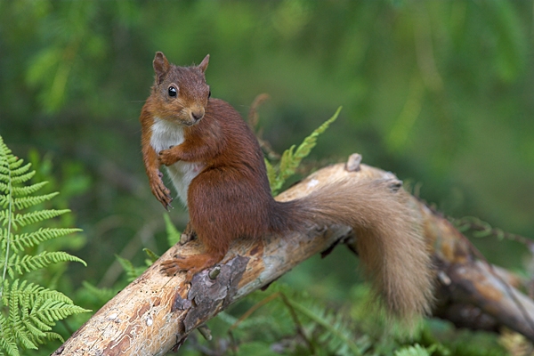 Red Squirrel on fallen pine branch.