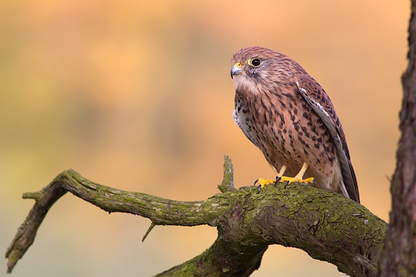 Kestrel f on pine branch 2. Oct '11.