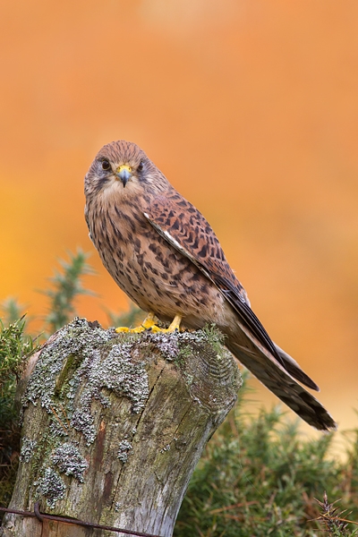 Kestrel f on lichen fence post 3. Oct '11.