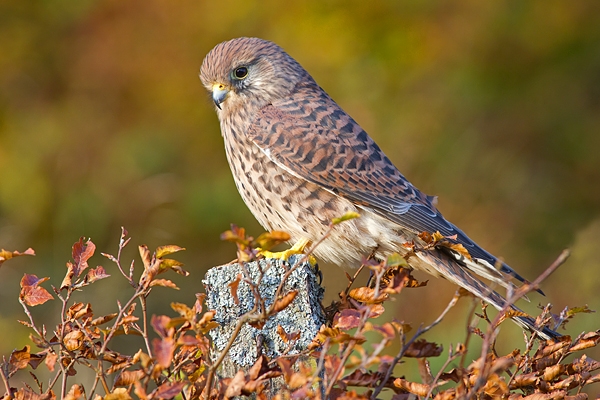 Kestrel f on beech post 3. Oct '11.