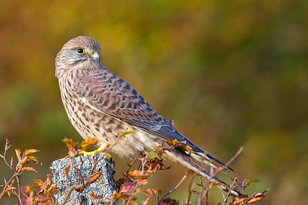 Kestrel f on beech post 2. Oct '11.