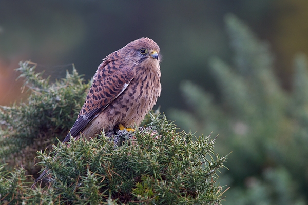 Kestrel f on gorse post 3. Oct '11.