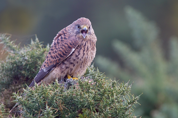 Kestrel f on gorse post 1. Oct '11.