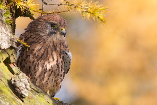 Kestrel f on stump. Oct '11.