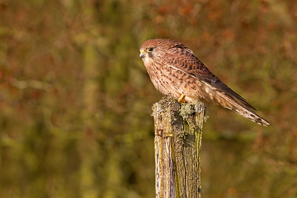 Kestrel f on post. Oct '11.