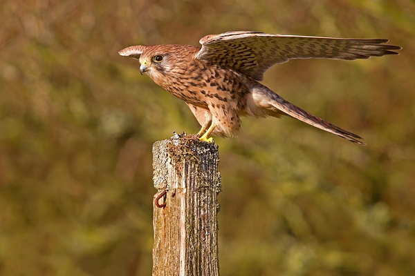 Kestrel f on post,open winged 2. Oct '11.