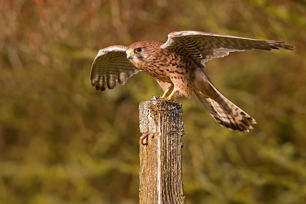 Kestrel f on post,open winged 1. Oct '11.