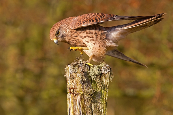 Kestrel f on post,raising foot. Oct '11.