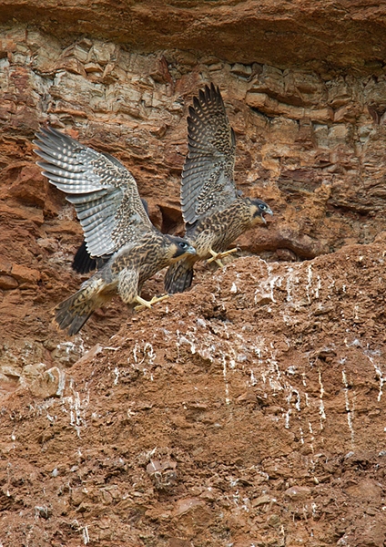 Young Peregrines 1. June '12.