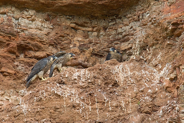 Young Peregrines 2. June '12.