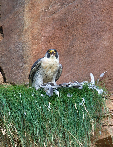 Peregrine feeding on pigeon. Sep. '12.