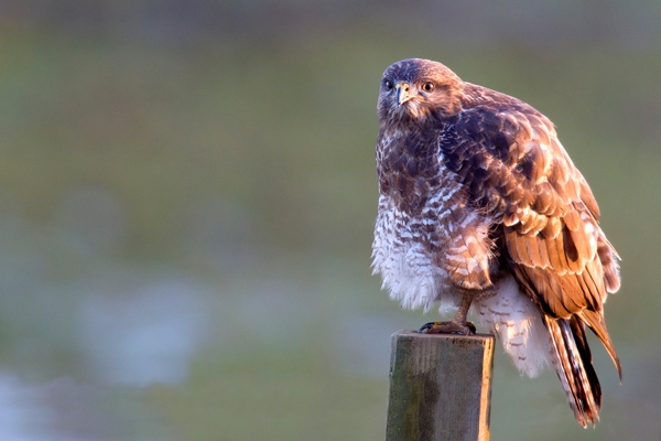 Common Buzzard on post,fluffed up. Dec. '12.