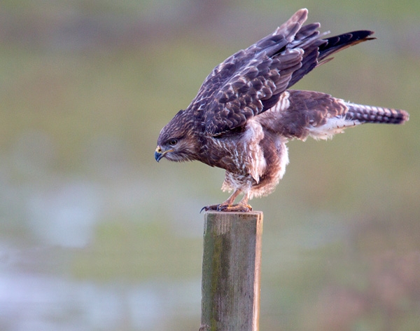 Common Buzzard on post,stretching. Dec. '12.