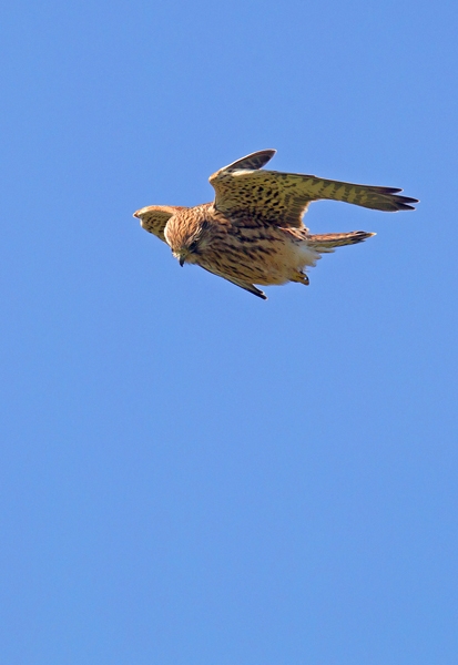 Hovering Kestrel. Aug '13.