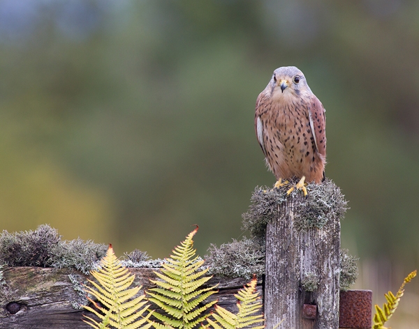 Male Kestrel on gate 5. Oct. '13.