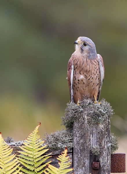 Male Kestrel on gate 2. Oct. '13.