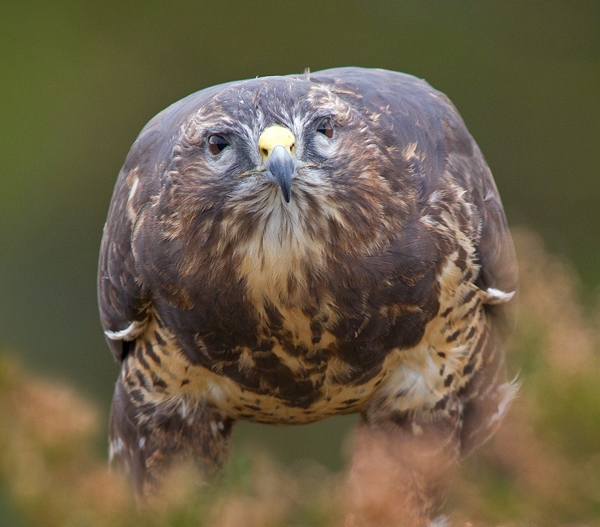 Common Buzzard in heather. Oct. '13.