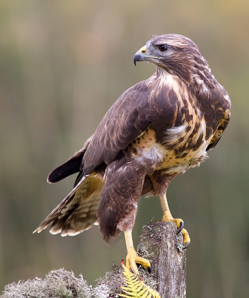 Common Buzzard on lichen gate 3. Oct. '13.