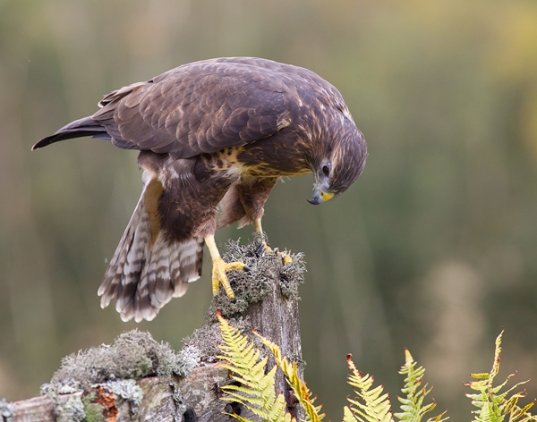 Common Buzzard on lichen gate 1. Oct. '13.