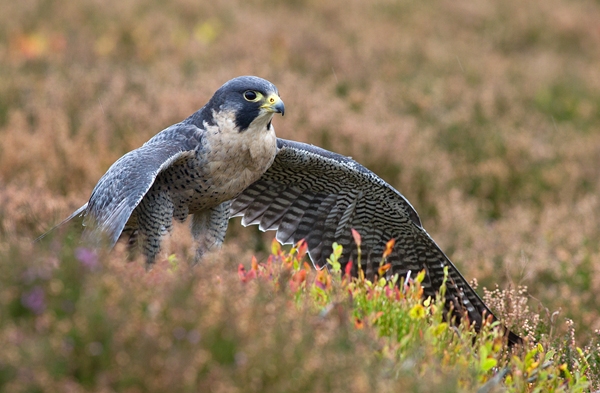 Peregrine falcon in heather 5. Oct. '13.