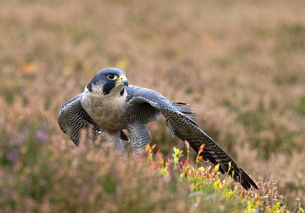 Peregrine falcon in heather 4. Oct. '13.