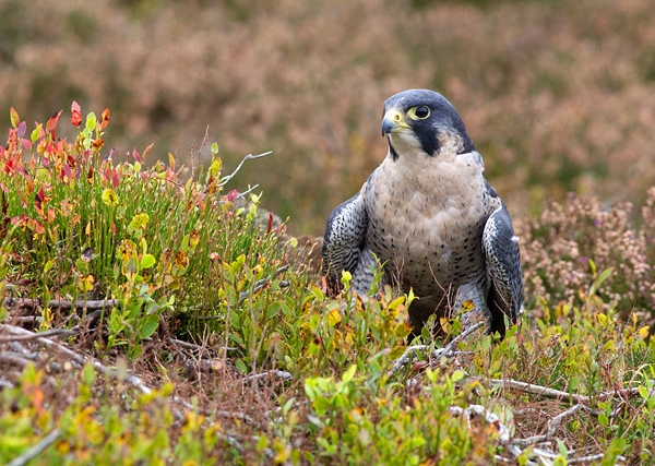 Peregrine falcon in heather 2. Oct. '13.