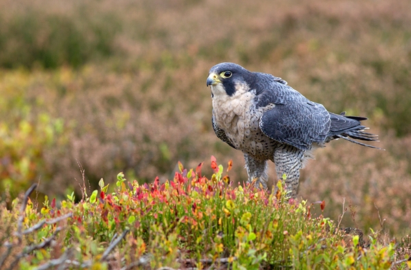 Peregrine falcon in heather 1. Oct. '13.