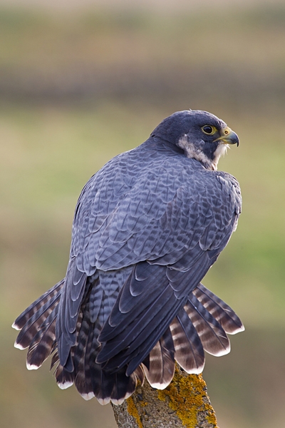 Peregrine falcon with fanned out tail. Oct. '14.