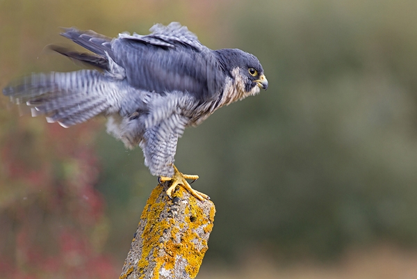 Peregrine,all shook up. Oct. '14.