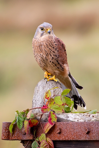 Kestrel m,on gate. Oct. '14.