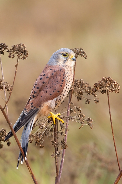 Kestrel,m. Oct. '14.