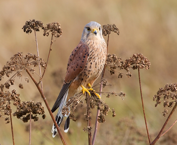 Male Kestrel 3. Oct. '14.