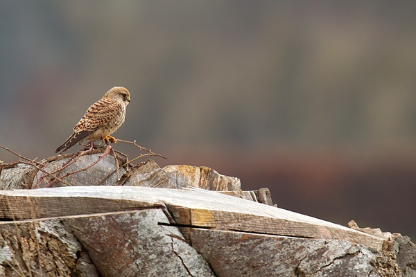 Female Kestrel on tree stump. Mar. '15.