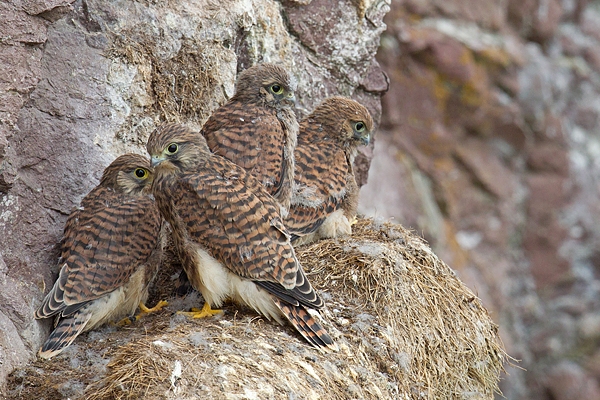 4 young Kestrels 1. June. '15.