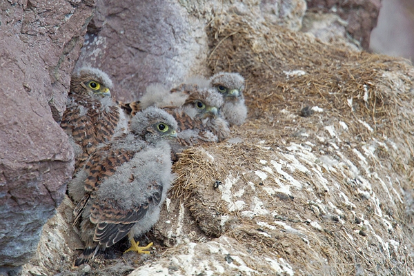 4 young downy Kestrels. June. '15.