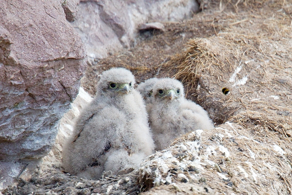 Kestrel chicks and the bumble bee. June. '15.