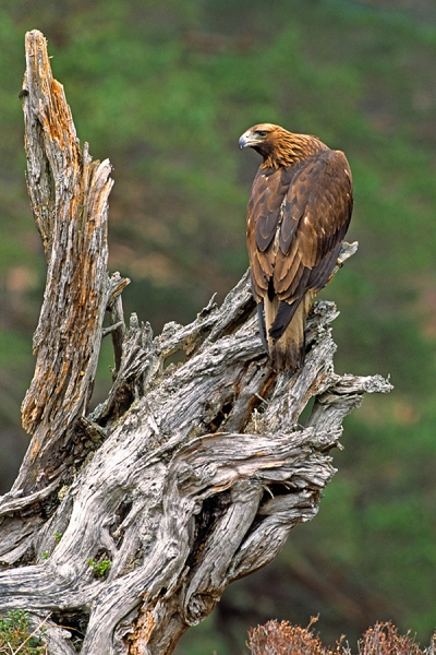 Golden Eagle on old tree stump.