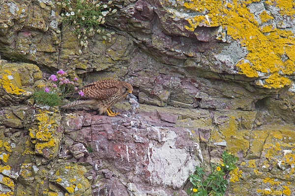 Female Kestrel with prey. June. '15.