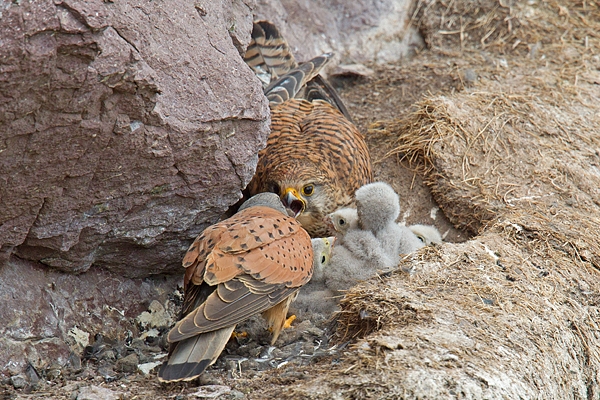 Kestrel m passes prey to his mate. June. '15.